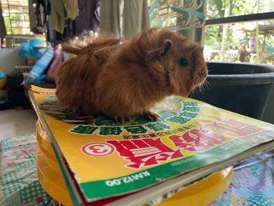 Guinea Pig