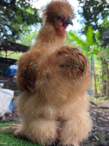 American silkie chicken ayam silkie