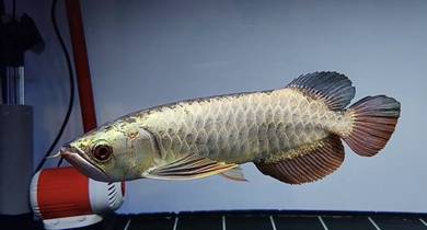 Full Helmet Golden Arowana
