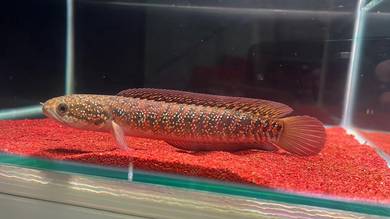 Ikan Channa Fish Asiatica Kalimaya 6.5 inch (AK-1)