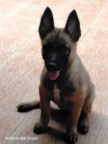 Belgium Shepard/Malinois