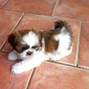 TTE_T009O Shih Tzu pretty face & color puppies