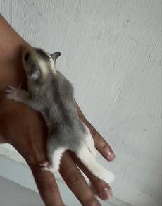 sugar glider male