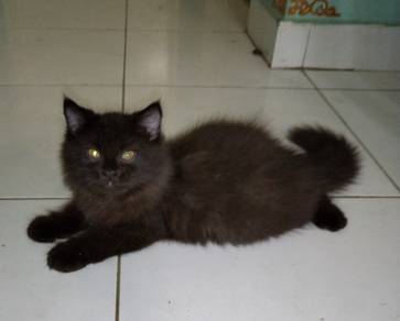 Kitten For Rehome with Fee 
