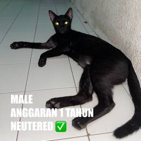 Cat Free Adoption / Kucing Percuma