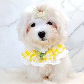 Maltese