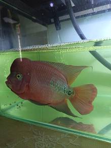 Super Red Kamfa