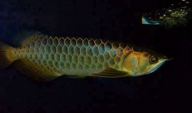arowana mgbb crossback 10 inch -wholesale price