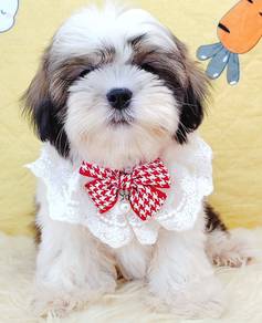 Shih Tzu