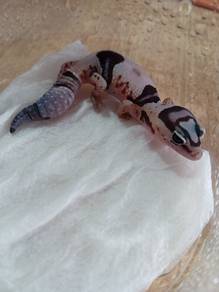 Fattail Gecko 