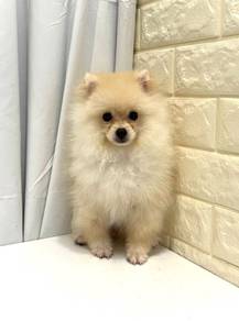 J0140 Pomeranian Fox Face White Dog