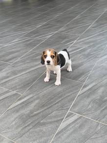 Male Beagle puppy