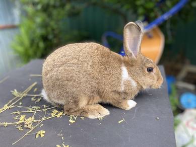 Arnab Rabbit Kelinci Baka Mix