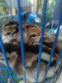 ANAK AYAM KAMPUNGg