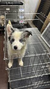 边牧女
Border Collie 
Female
F-1
Dob : 2-7-26