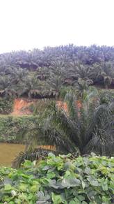 Agricultural Land in Gua Musang, KTN