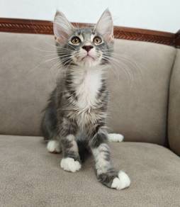 Mainecoon Kitten for Rehome