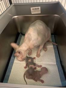 FEMALE INDUK dan 2 BABY