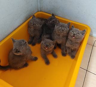 British short hair (BSH)