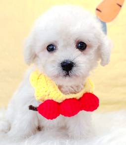 Toy Poodle