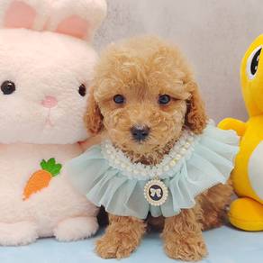Poodle