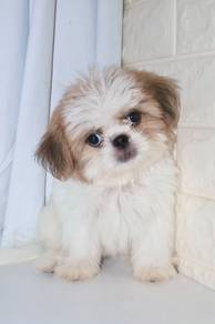 J0055 Shihtzu Maltese Tricolor Long Coat Puppy