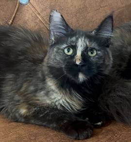 Maine Coon