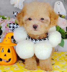 Poodle