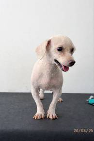 toy poodle