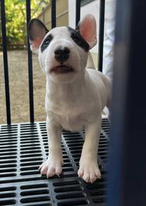 BULL TERRIER PUPPIES BT119 🐻 Available Cute
