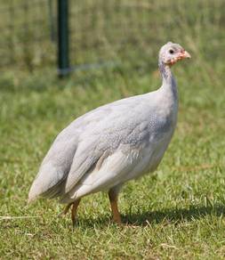 Anak ayam mutiara api Lavender guinea fowl chick 