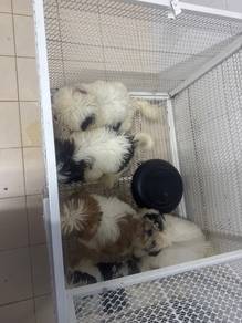 shitzu puppy 🐶
