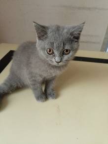 Pure Breed British Shorthair (BSH) Kitten 2 Months