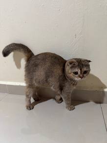BSH x Scottish Fold