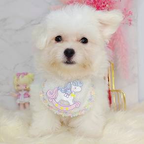 Maltese