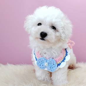 Poodle