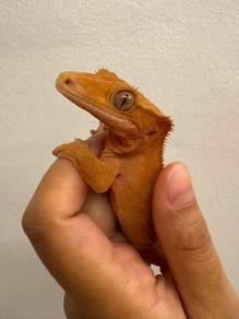 Leopard Gecko 