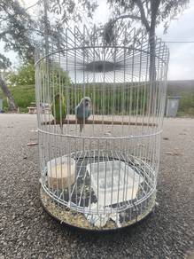 Sepasang Burung Baji + Sangkar