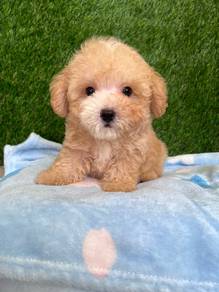 poodle