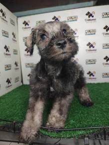 Miniature schnauzer salt and pepper