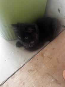 Kitten Mampu Milik