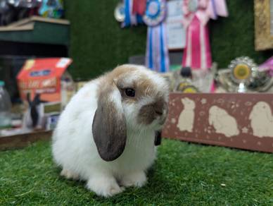 Arnab Holland Lop Rabbit