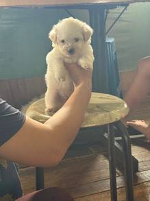 rm500 maltese x shippoo