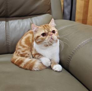 Munchkin Flatface Shorthair @Napoleon Supershort