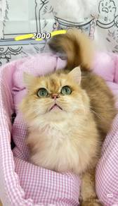 BLH British Longhair Golden Shaded NY11