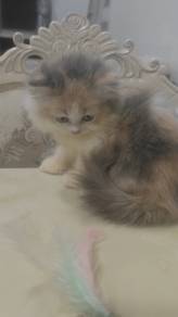 BLH cat 3c