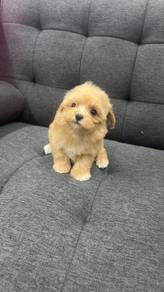 马尔泰女
Maltipoo
Female
Dob : 22-06-26