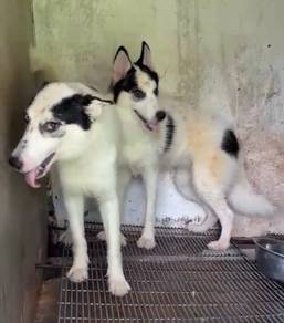 Husky Female