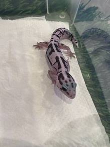 Gecko for sale