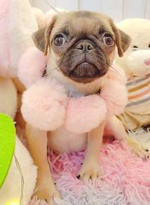 Pug